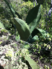 Agave marmorata