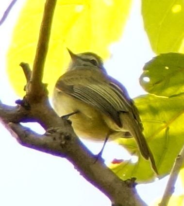 Greenish Elaenia (Myiopagis viridicata), photo 1