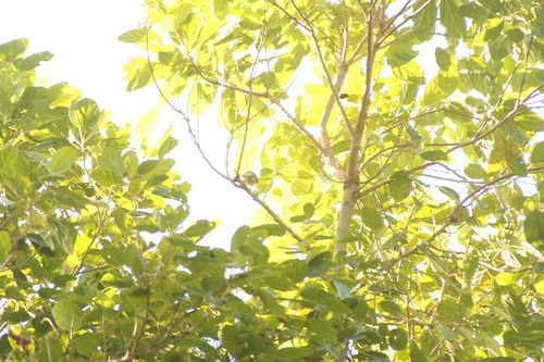 Greenish Elaenia (Myiopagis viridicata), photo 7