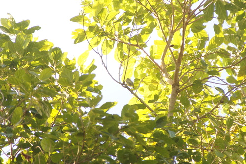 Greenish Elaenia (Myiopagis viridicata), photo 6