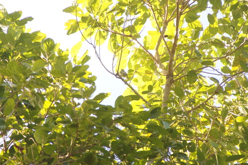 Greenish Elaenia (Myiopagis viridicata), photo 2