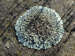 Xanthoparmelia stenophylla