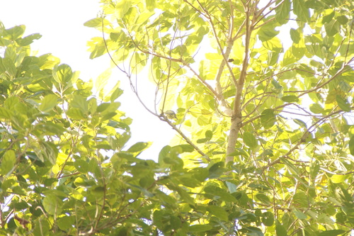Greenish Elaenia (Myiopagis viridicata), photo 8