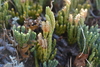 Alpine Clubmoss - Photo (c) Игорь Поспелов, some rights reserved (CC BY-NC), uploaded by Игорь Поспелов