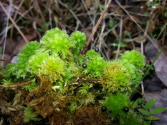 Sphagnum compactum