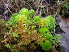 Sphagnum compactum