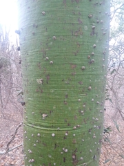Ceiba trischistandra