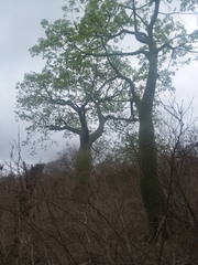 Ceiba trischistandra