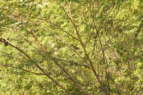 White-throated Thrush (Turdus assimilis), photo 1