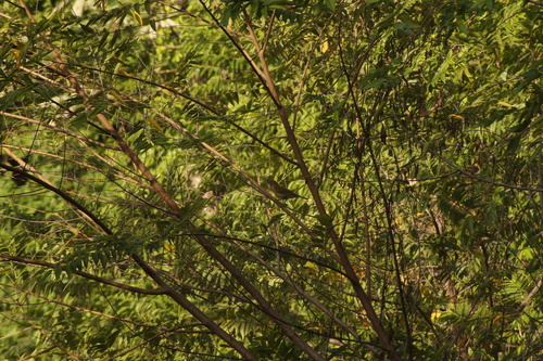 White-throated Thrush (Turdus assimilis), photo 2