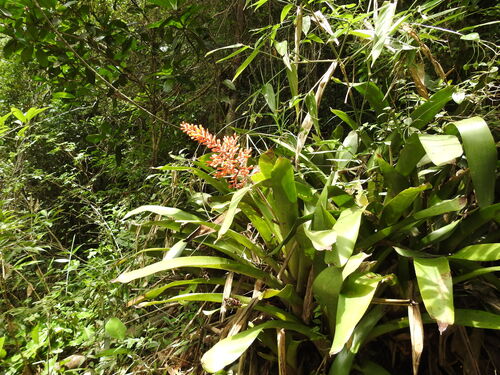 Aechmea caudata, photograph 1