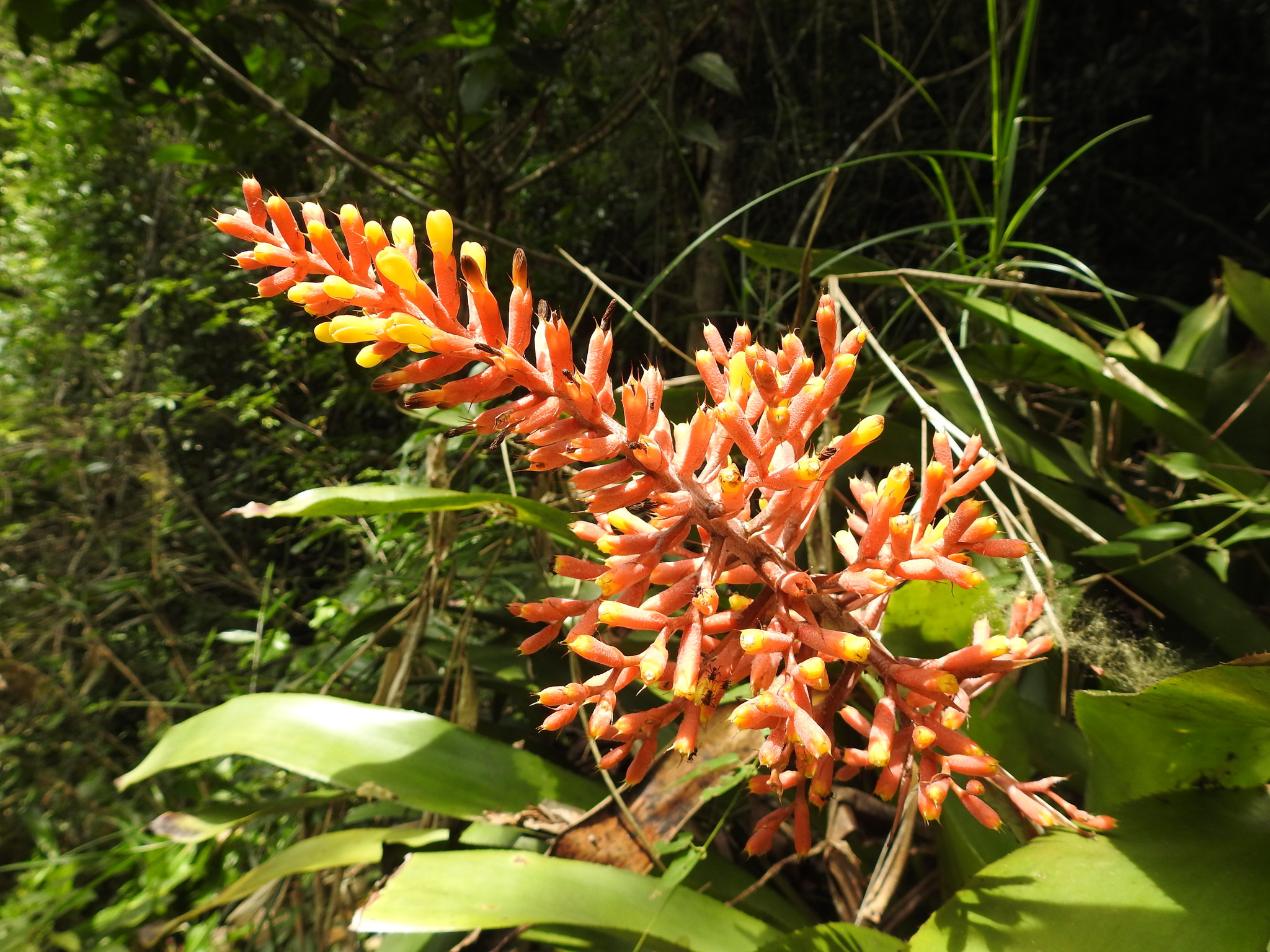 Aechmea Caudata (Aechmea caudata)