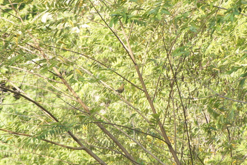 White-throated Thrush (Turdus assimilis), photo 9