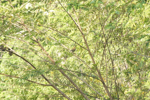 White-throated Thrush (Turdus assimilis), photo 10