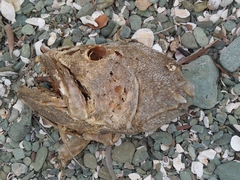 Lutjanus novemfasciatus