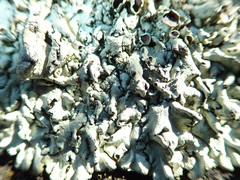 Xanthoparmelia stenophylla