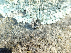 Xanthoparmelia stenophylla