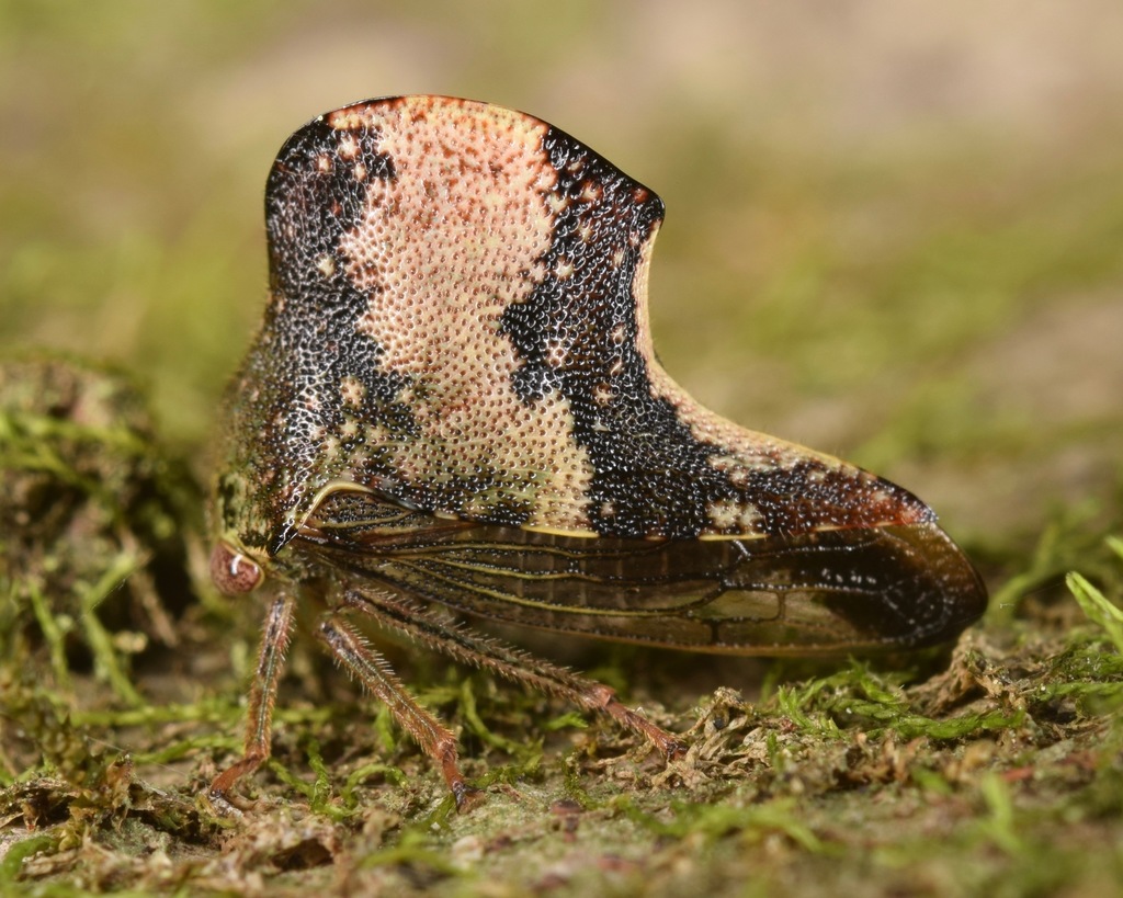 Telamona tristis