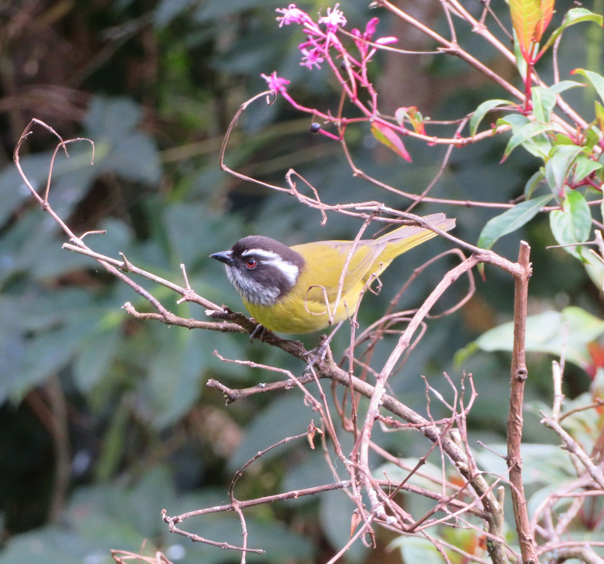 Sooty-capped Chlorospingus (Chlorospingus pileatus), photo 4