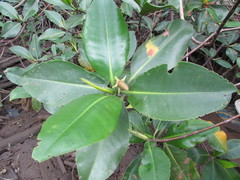 Rhizophora mangle