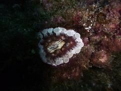 Telmatactis cricoides