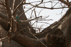 Coracias abyssinicus