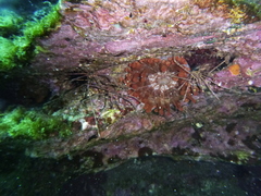 Telmatactis cricoides