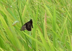 Battus polydamas