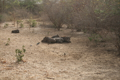 Phacochoerus africanus africanus