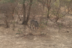 Phacochoerus africanus africanus