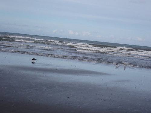 South Island Oystercatcher (Haematopus finschi), photo 5