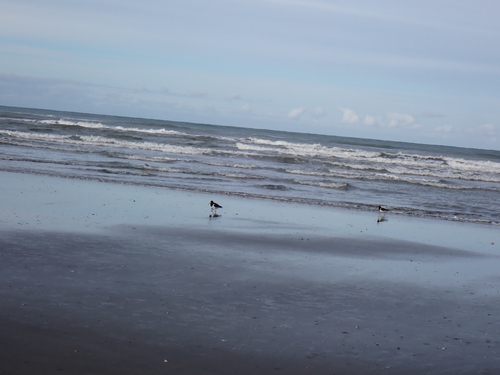 South Island Oystercatcher (Haematopus finschi), photo 4