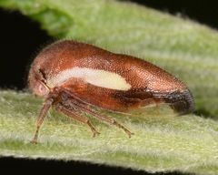 Ophiderma flavicephala