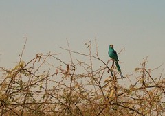Coracias abyssinicus