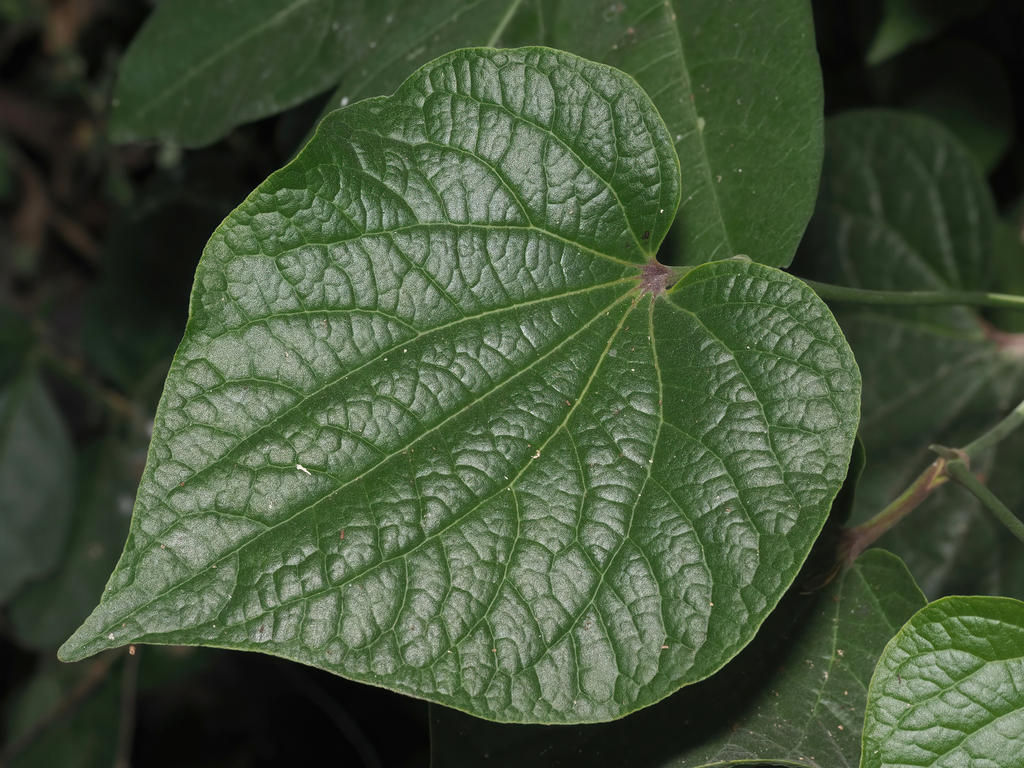Piper brevipedicellatum