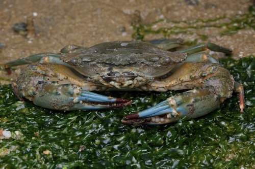 Thalamita crenata Rüppell, 1830