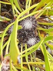Isopogon polycephalus