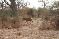 Hippotragus equinus koba