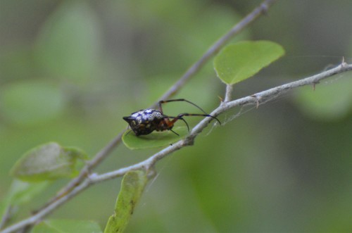 Blackspot Vlei Spider