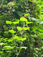 Passiflora rubra