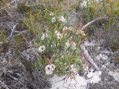 Isopogon