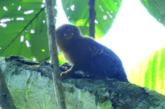 Cebuella pygmaea