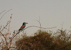 Coracias abyssinicus