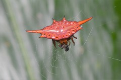 Gasteracantha versicolor