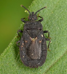 Neuroctenus pseudonymus