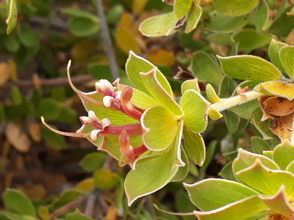 Adenanthos venosus