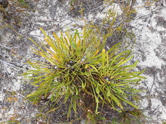 Isopogon polycephalus