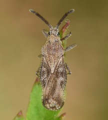 Teleonemia scrupulosa
