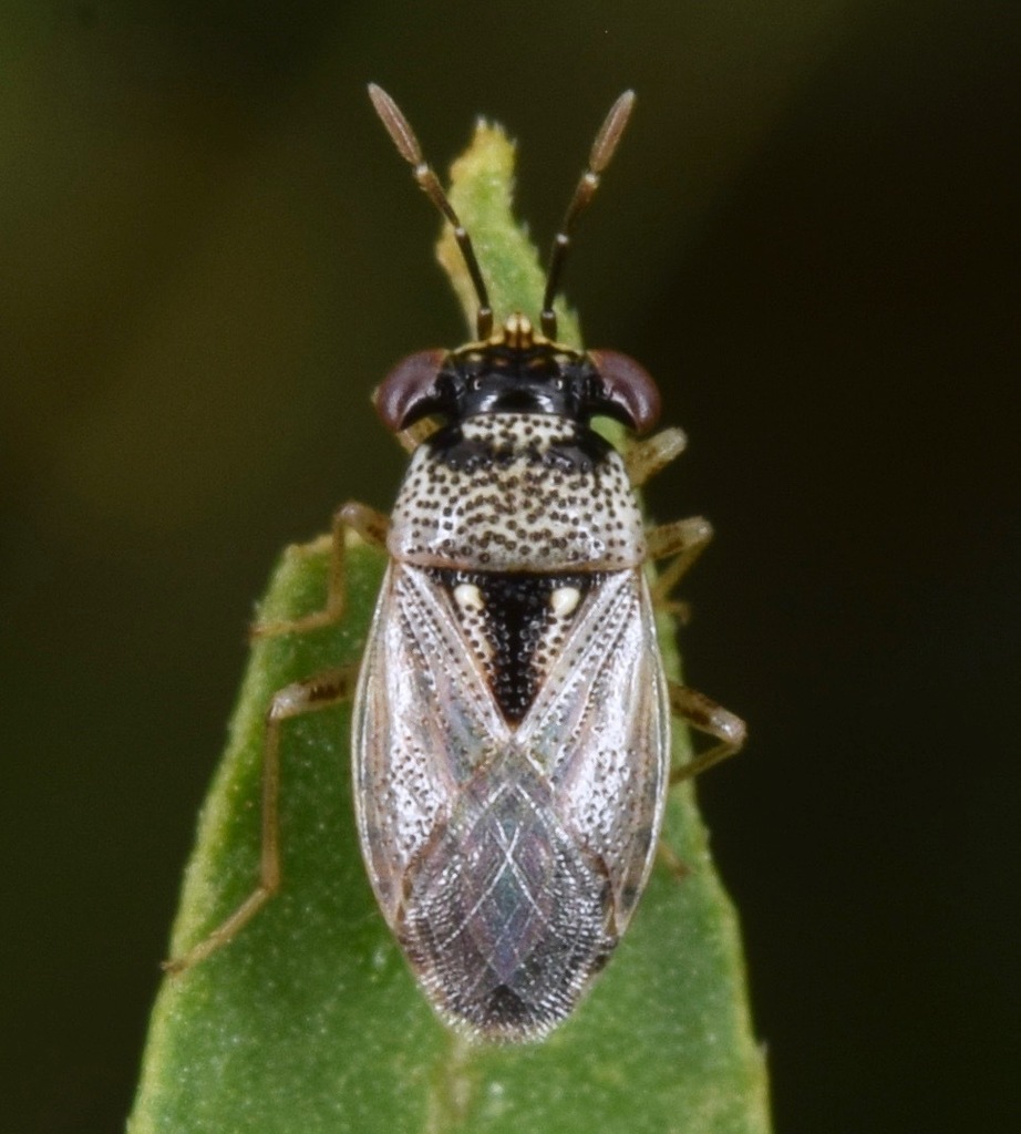 Corner-spotted Geocoris