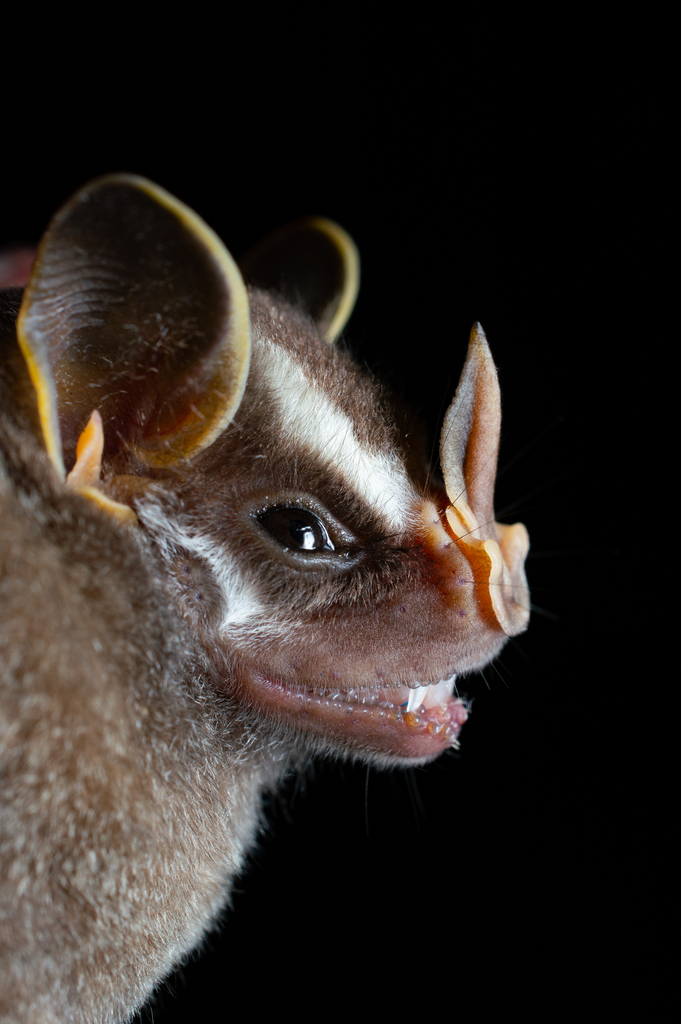 Pacific Tent-Making Bat